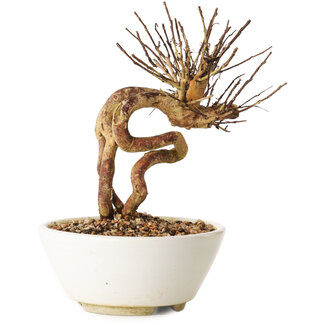 Lagerstroemia indica, 16 cm, ± 12 jaar oud