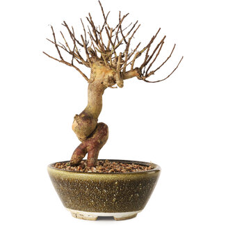 Lagerstroemia indica, 18 cm, ± 12 ans