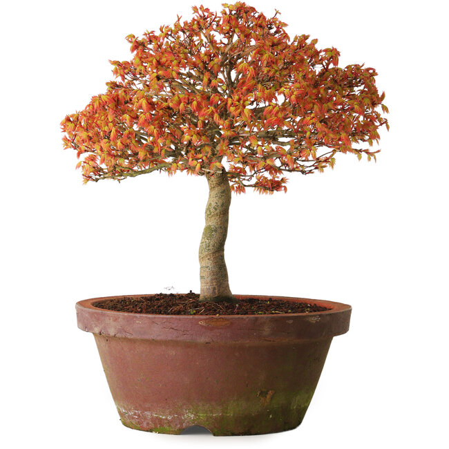 Acer palmatum Kashima, 33 cm, ± 25 ans, avec un nebari de 6 cm
