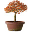 Acer palmatum Kashima, 33 cm, ± 25 anni, con nebari di 6 cm