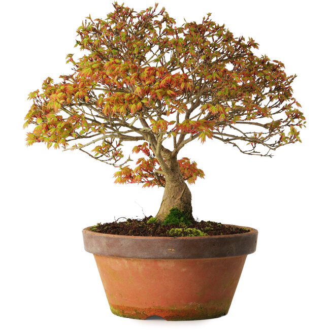 Acer palmatum Kashima, 33 cm, ± 25 anni, con nebari di 6 cm
