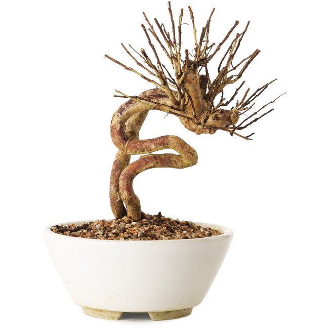 Lagerstroemia indica, 16 cm, ± 12 ans
