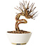 Lagerstroemia indica, 16 cm, ± 12 ans