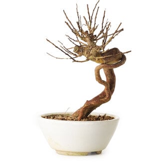 Lagerstroemia indica, 18 cm, ± 12 ans