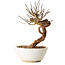 Lagerstroemia indica, 18 cm, ± 12 ans