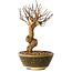Lagerstroemia indica, 18 cm, ± 12 ans