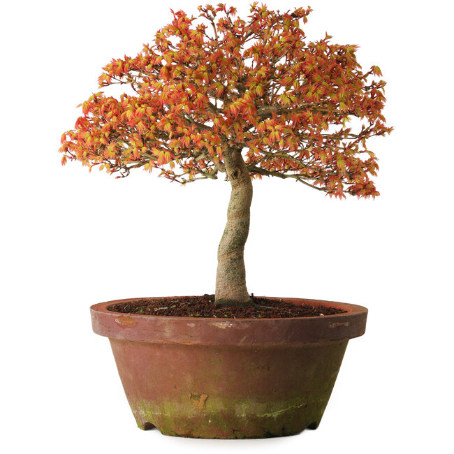 Acer palmatum Kashima, 33 cm, ± 25 jaar oud, met een nebari van 6 cm
