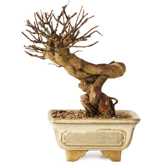 Lagerstroemia indica, 17 cm, ± 12 ans