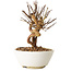 Lagerstroemia indica, 16 cm, ± 12 ans