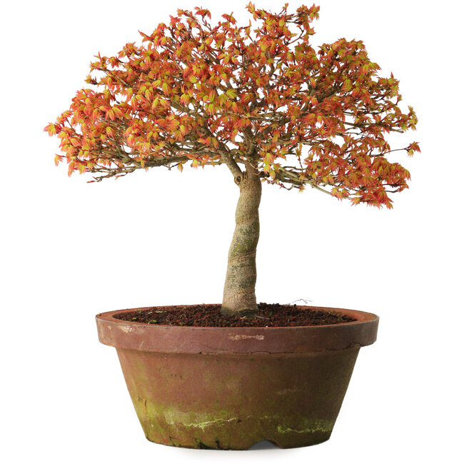 Acer palmatum Kashima, 33 cm, ± 25 years old, with a nebari of 6 cm