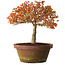 Acer palmatum Kashima, 33 cm, ± 25 jaar oud, met een nebari van 6 cm