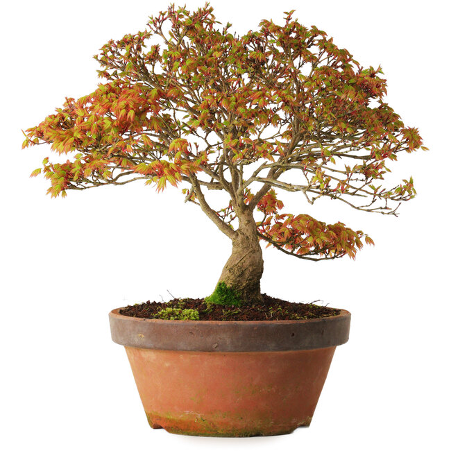 Acer palmatum Kashima, 33 cm, ± 25 ans, avec un nebari de 6 cm