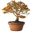 Acer palmatum Kashima, 33 cm, ± 25 anni, con nebari di 6 cm