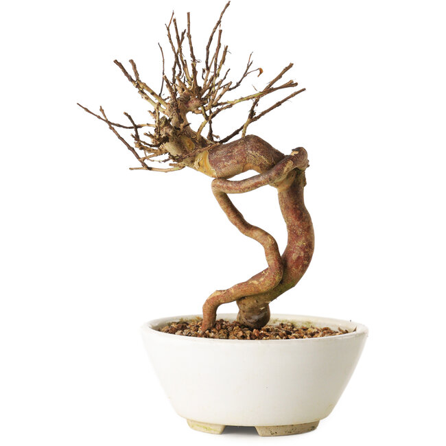 Lagerstroemia indica, 18 cm, ± 12 ans