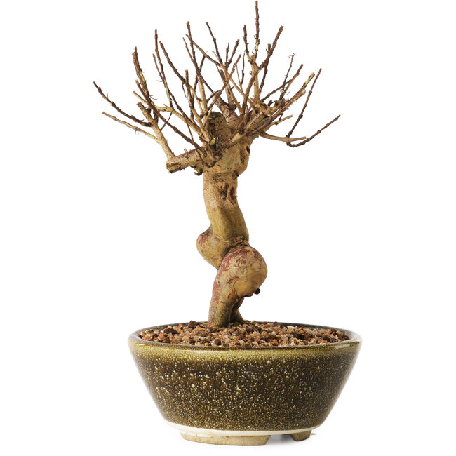 Lagerstroemia indica, 18 cm, ± 12 años de edad