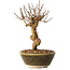 Lagerstroemia indica, 18 cm, ± 12 ans