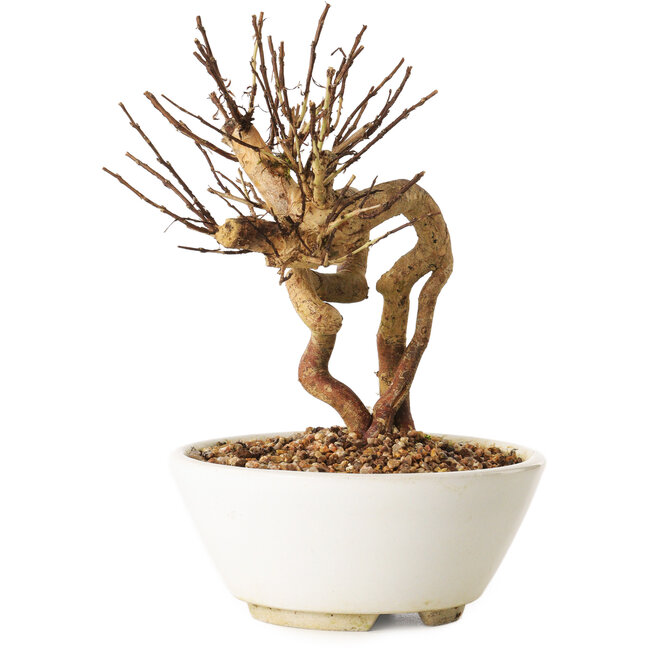 Lagerstroemia indica, 16 cm, ± 12 years old