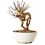 Lagerstroemia indica, 16 cm, ± 12 ans