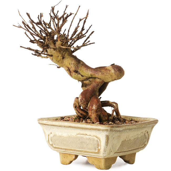 Lagerstroemia indica, 17 cm, ± 12 ans
