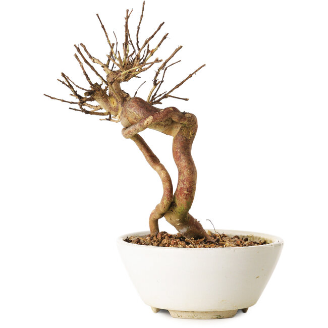 Lagerstroemia indica, 18 cm, ± 12 ans
