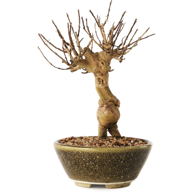 Lagerstroemia indica, 18 cm, ± 12 ans