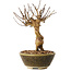 Lagerstroemia indica, 18 cm, ± 12 ans