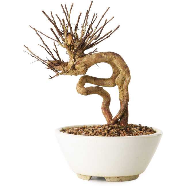Lagerstroemia indica, 16 cm, ± 12 ans