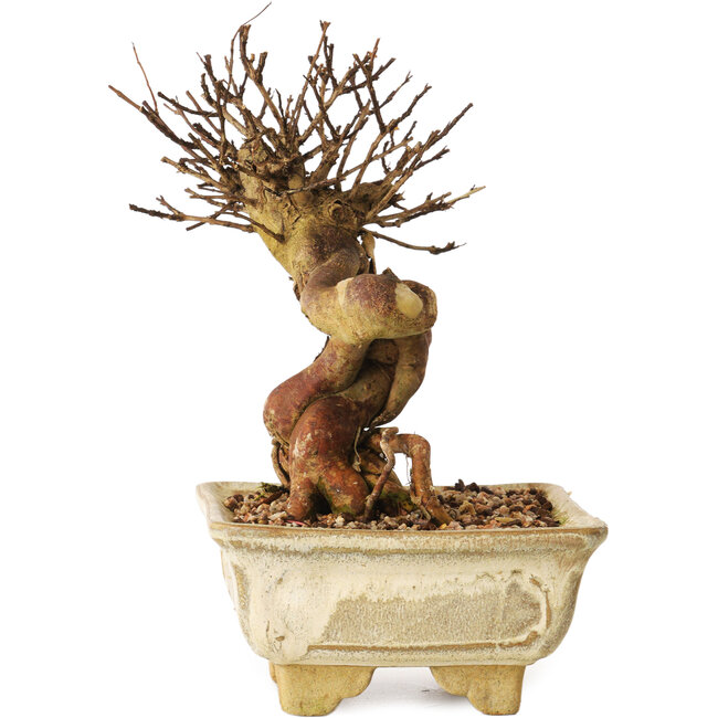 Lagerstroemia indica, 17 cm, ± 12 años de edad