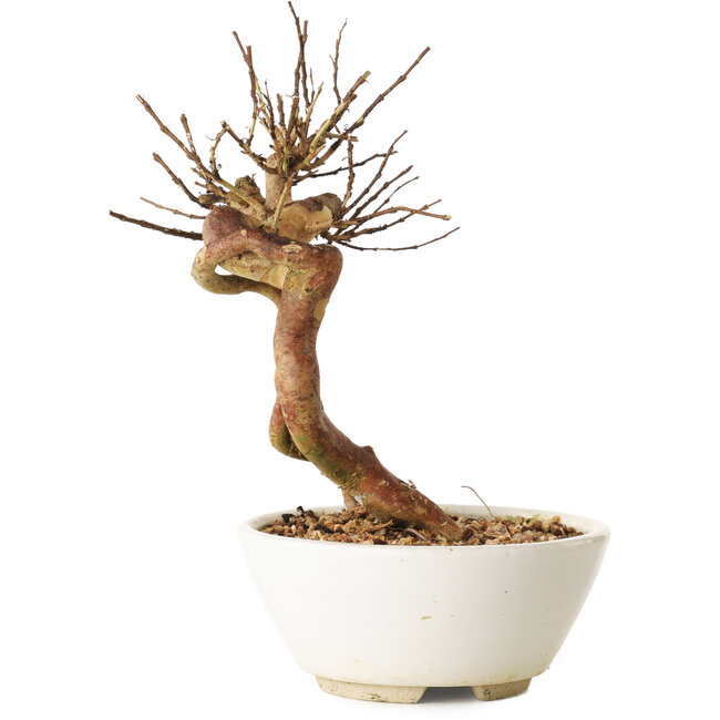 Lagerstroemia indica, 18 cm, ± 12 años de edad