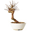 Lagerstroemia indica, 18 cm, ± 12 ans