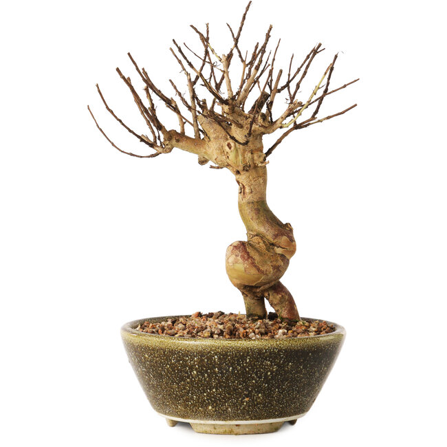 Lagerstroemia indica, 18 cm, ± 12 ans