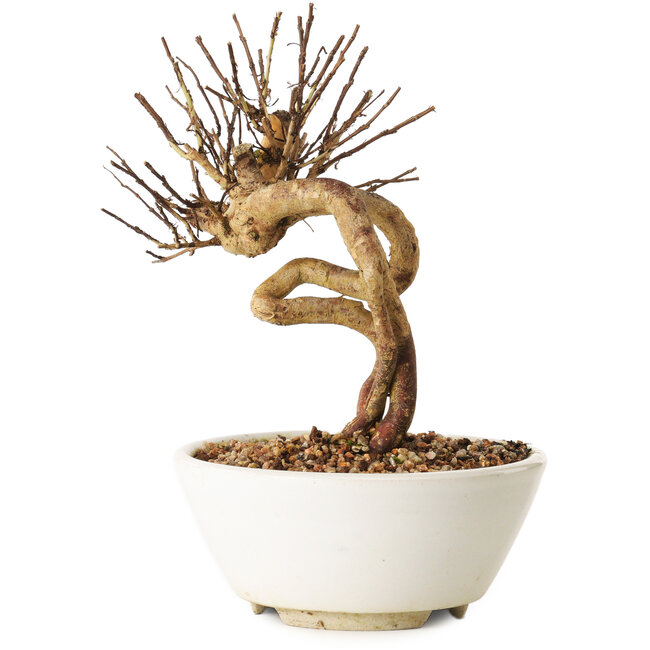 Lagerstroemia indica, 16 cm, ± 12 ans