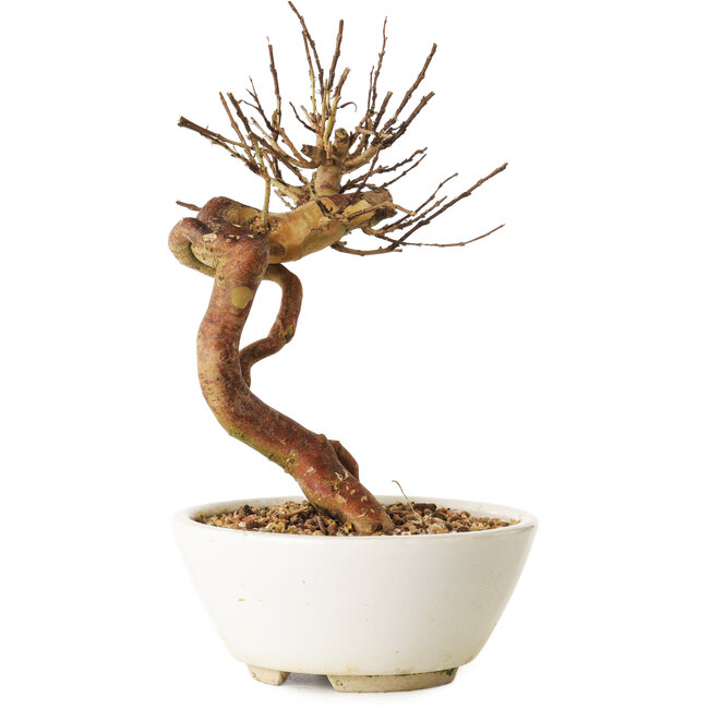 Lagerstroemia indica, 18 cm, ± 12 ans