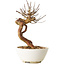 Lagerstroemia indica, 18 cm, ± 12 ans