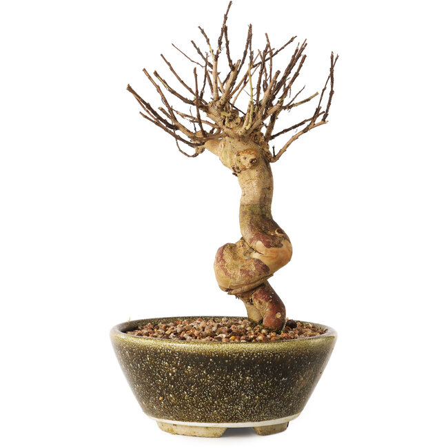 Lagerstroemia indica, 18 cm, ± 12 years old