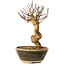 Lagerstroemia indica, 18 cm, ± 12 ans
