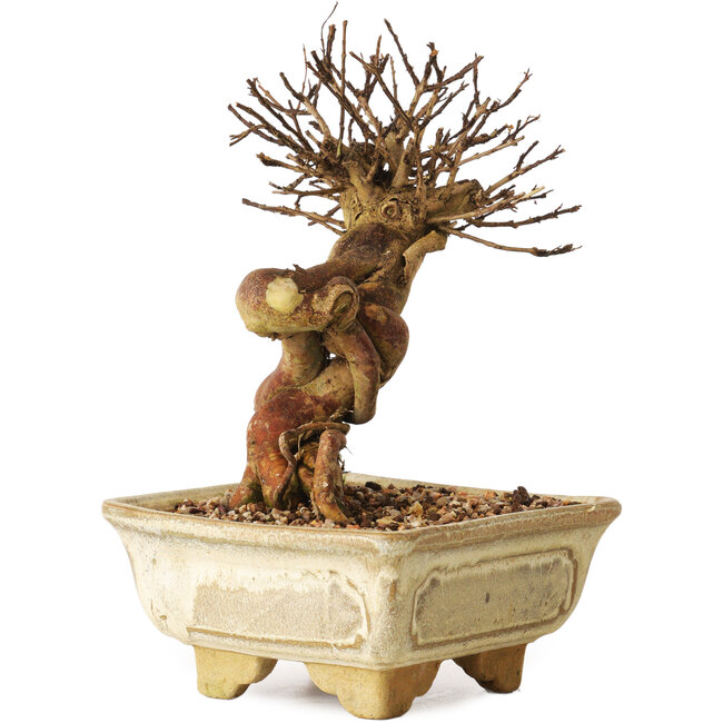 Lagerstroemia indica, 17 cm, ± 12 ans