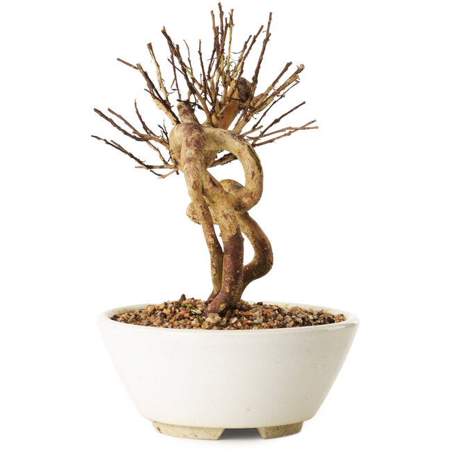 Lagerstroemia indica, 16 cm, ± 12 años de edad