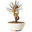 Lagerstroemia indica, 16 cm, ± 12 ans