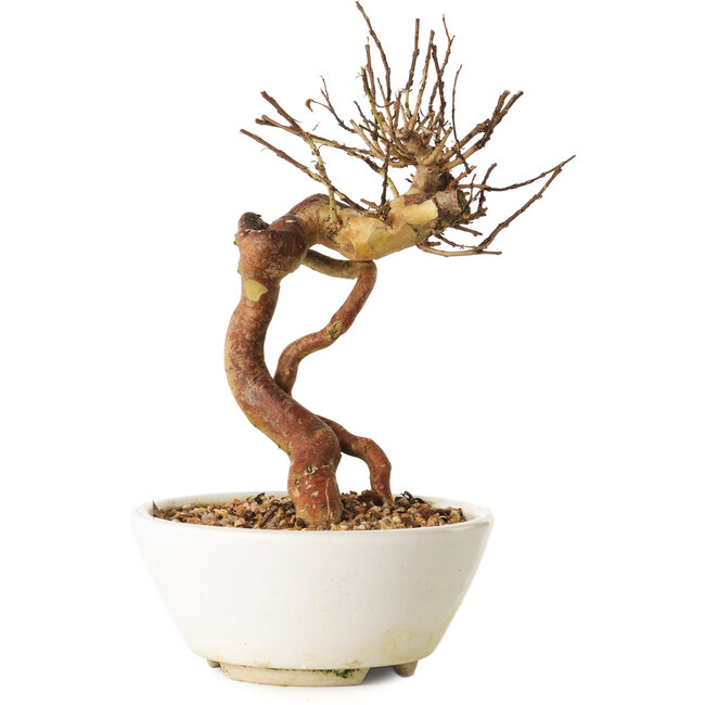 Lagerstroemia indica, 18 cm, ± 12 ans
