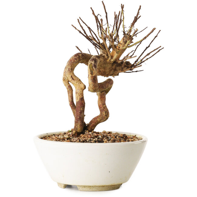 Lagerstroemia indica, 16 cm, ± 12 ans