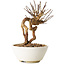 Lagerstroemia indica, 16 cm, ± 12 ans