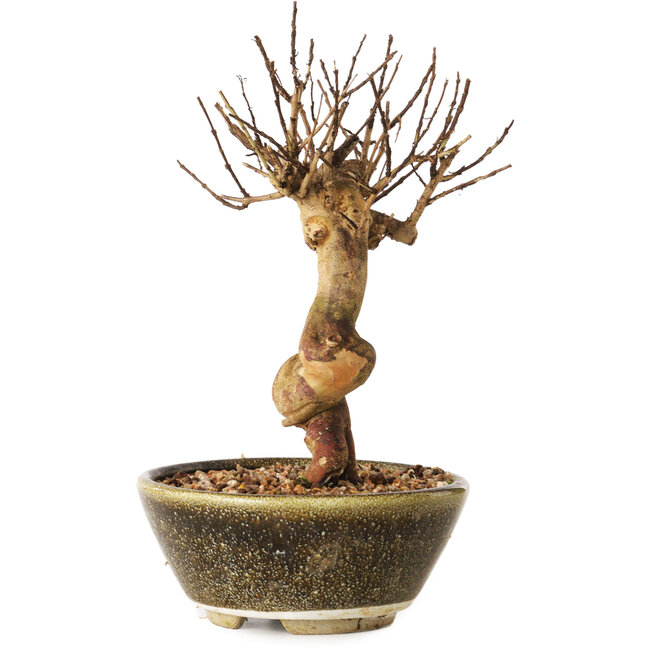 Lagerstroemia indica, 18 cm, ± 12 jaar oud