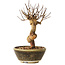 Lagerstroemia indica, 18 cm, ± 12 ans