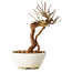 Lagerstroemia indica, 18 cm, ± 12 ans
