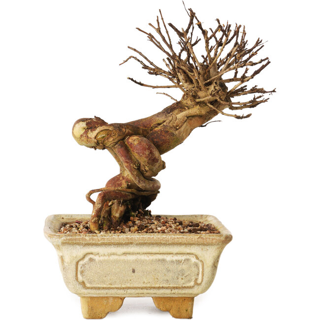 Lagerstroemia indica, 17 cm, ± 12 Jahre alt