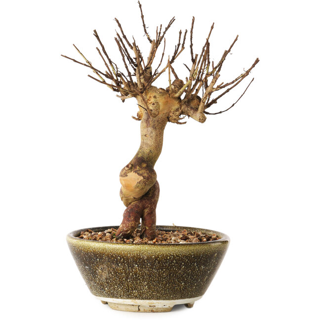 Lagerstroemia indica, 18 cm, ± 12 ans