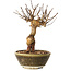 Lagerstroemia indica, 18 cm, ± 12 ans