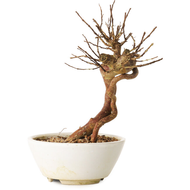 Lagerstroemia indica, 18 cm, ± 12 ans