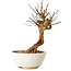 Lagerstroemia indica, 18 cm, ± 12 ans
